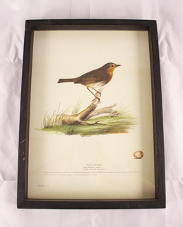 Bird Study Prints-Redbreast