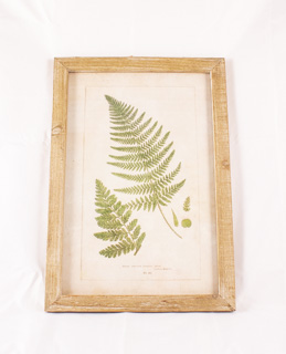 Broad Prickly Toothed Fern-Wood Framed Wall Decor